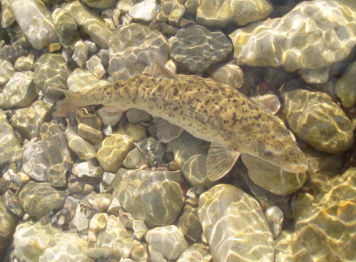 Ripopolamento dei corsi d’acqua: nuove risorse per gli incubatori it...